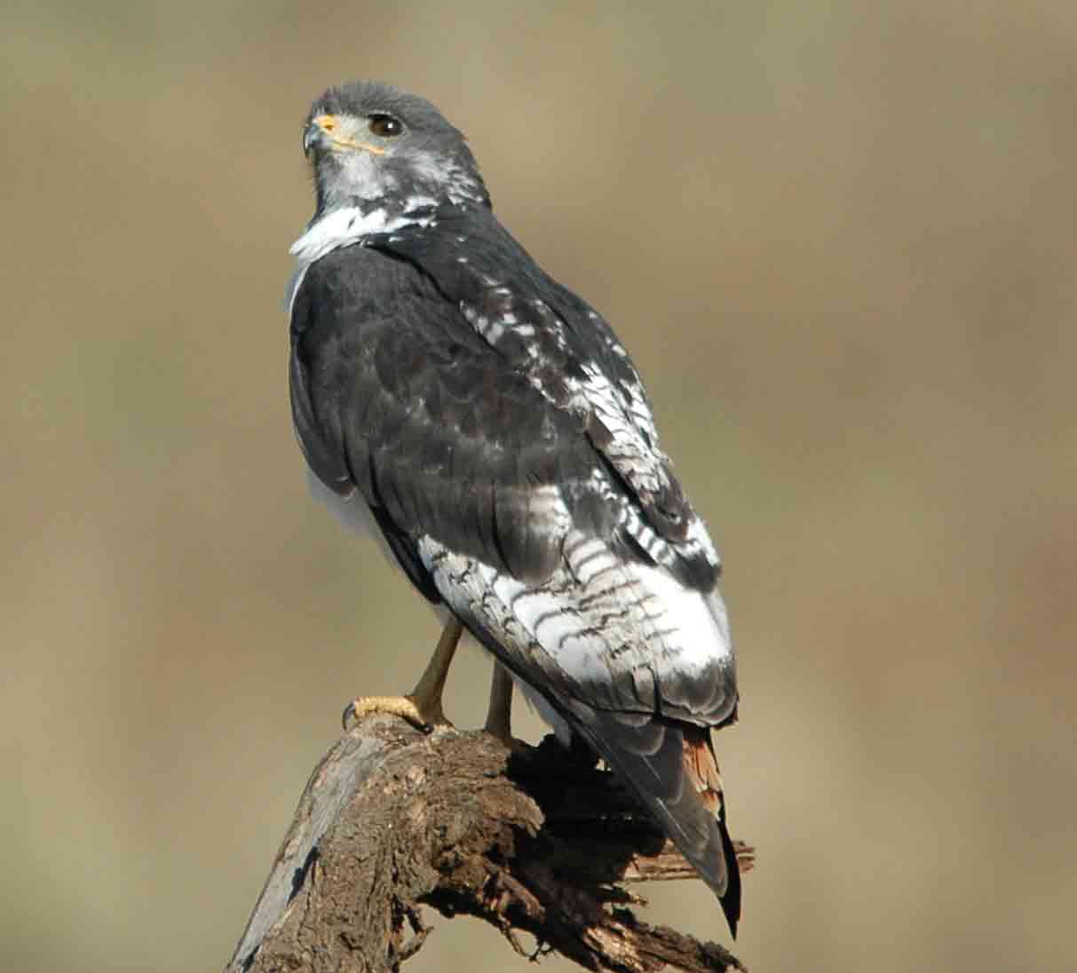 agurbussard