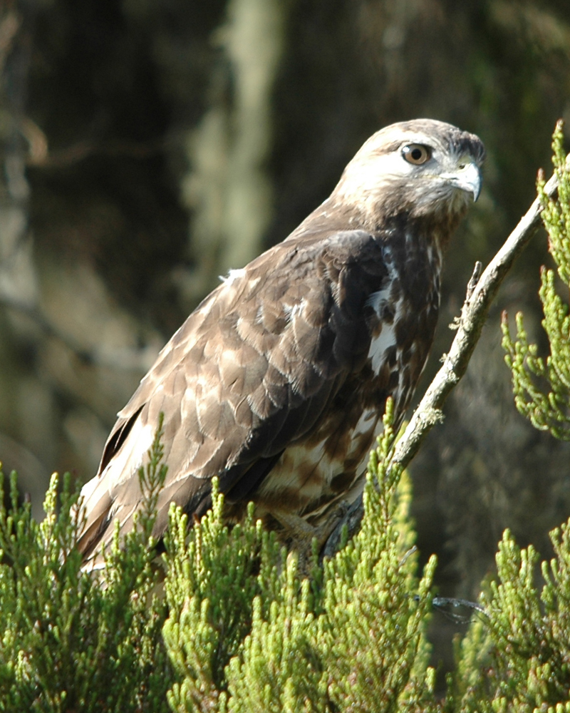 bergbussard