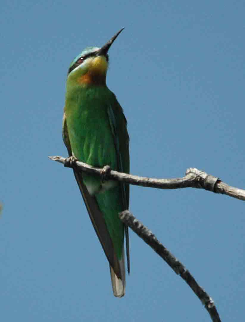 blue cheeked bee eater