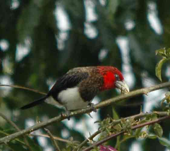 brownbreastet barbet