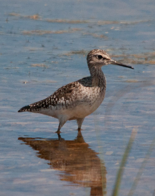 Bruchwasserläufer