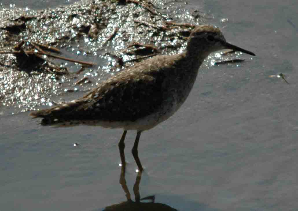 bruchwasserläufer