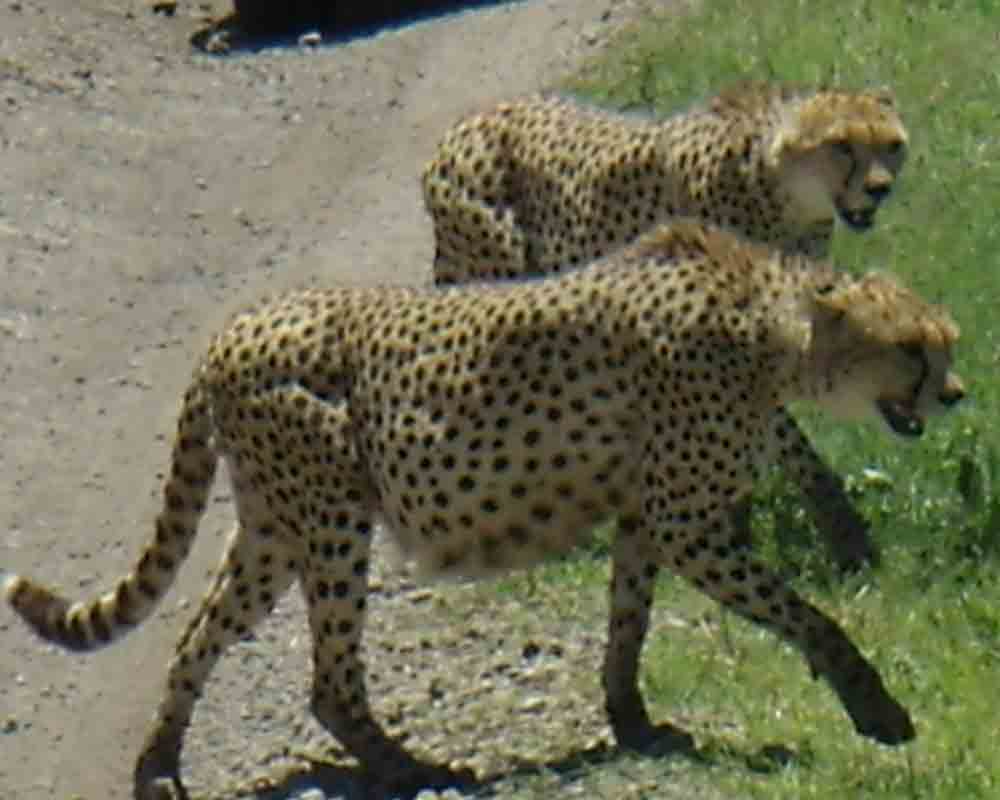 Gepard