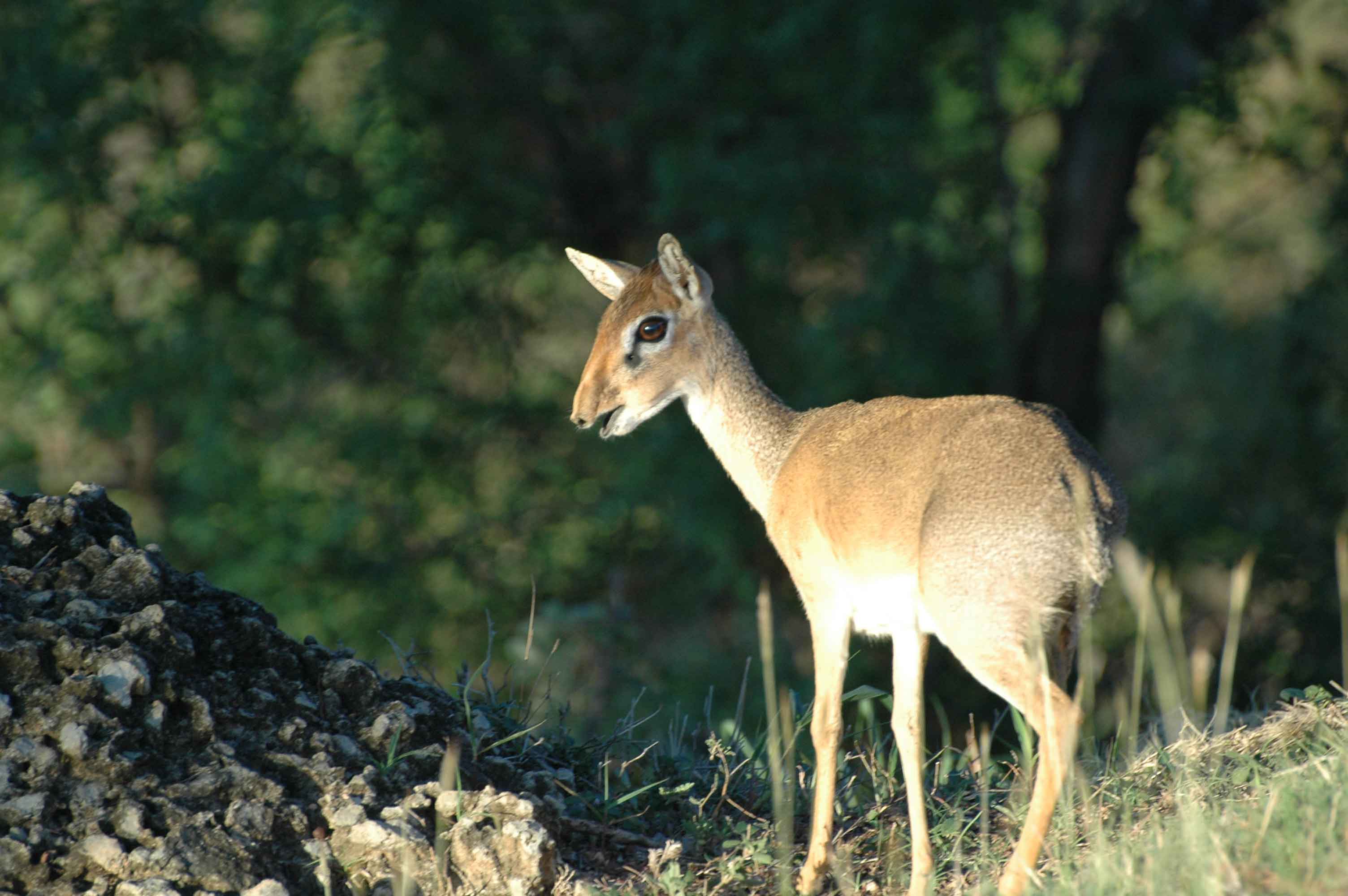 dik-dik