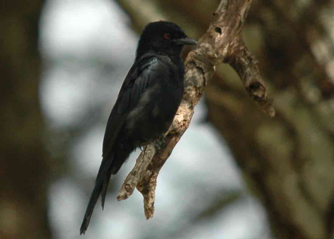 trauerdrongo