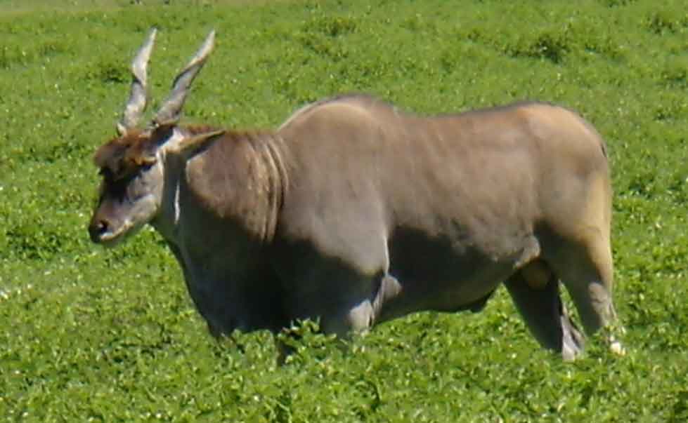  elandantilope