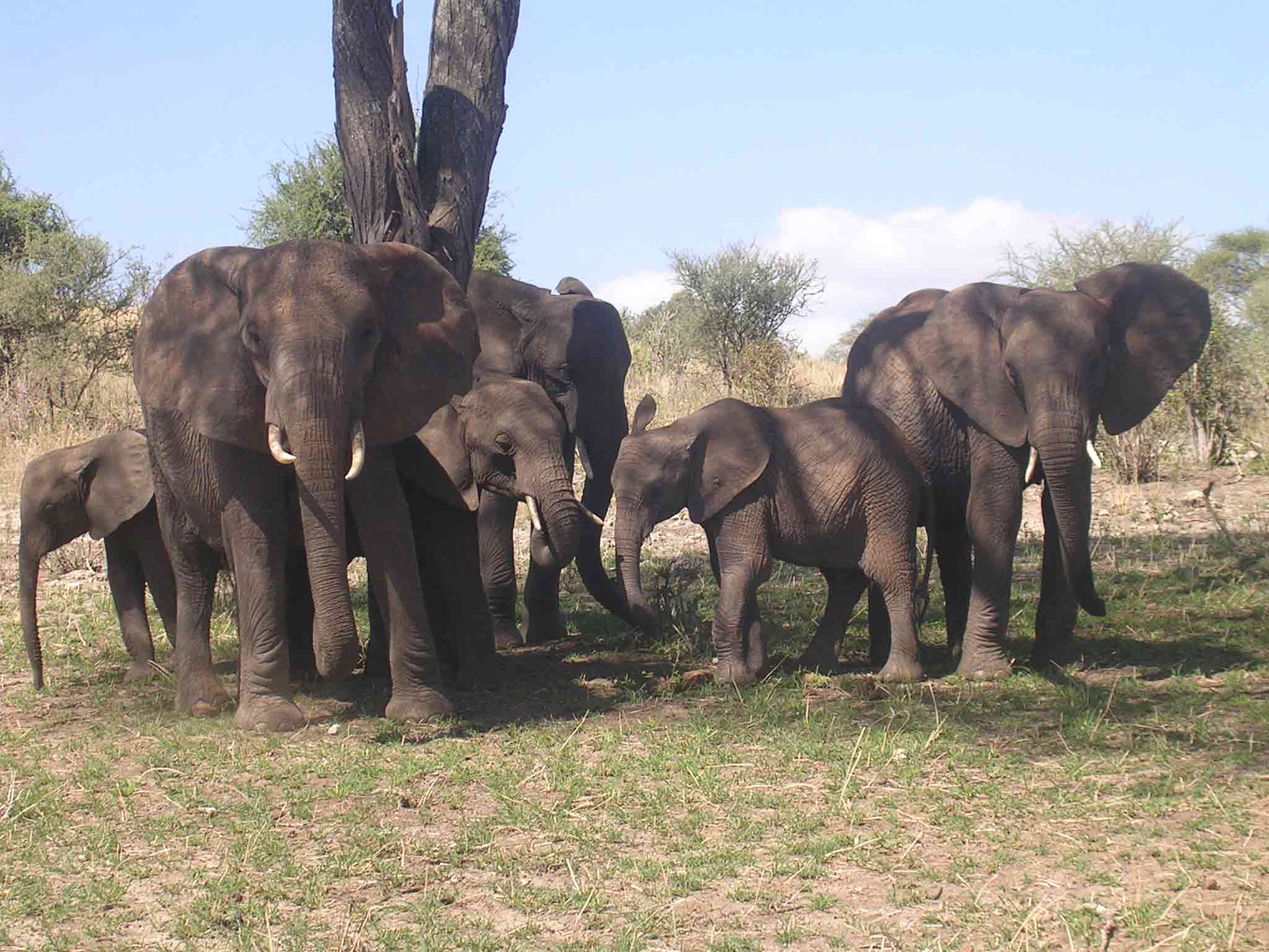 Elefant im tarangire