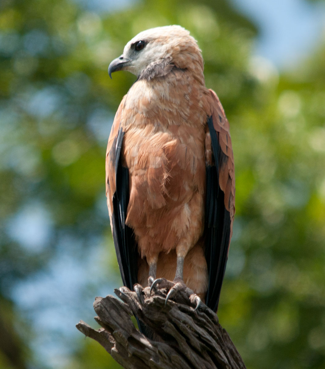 Fischbussard