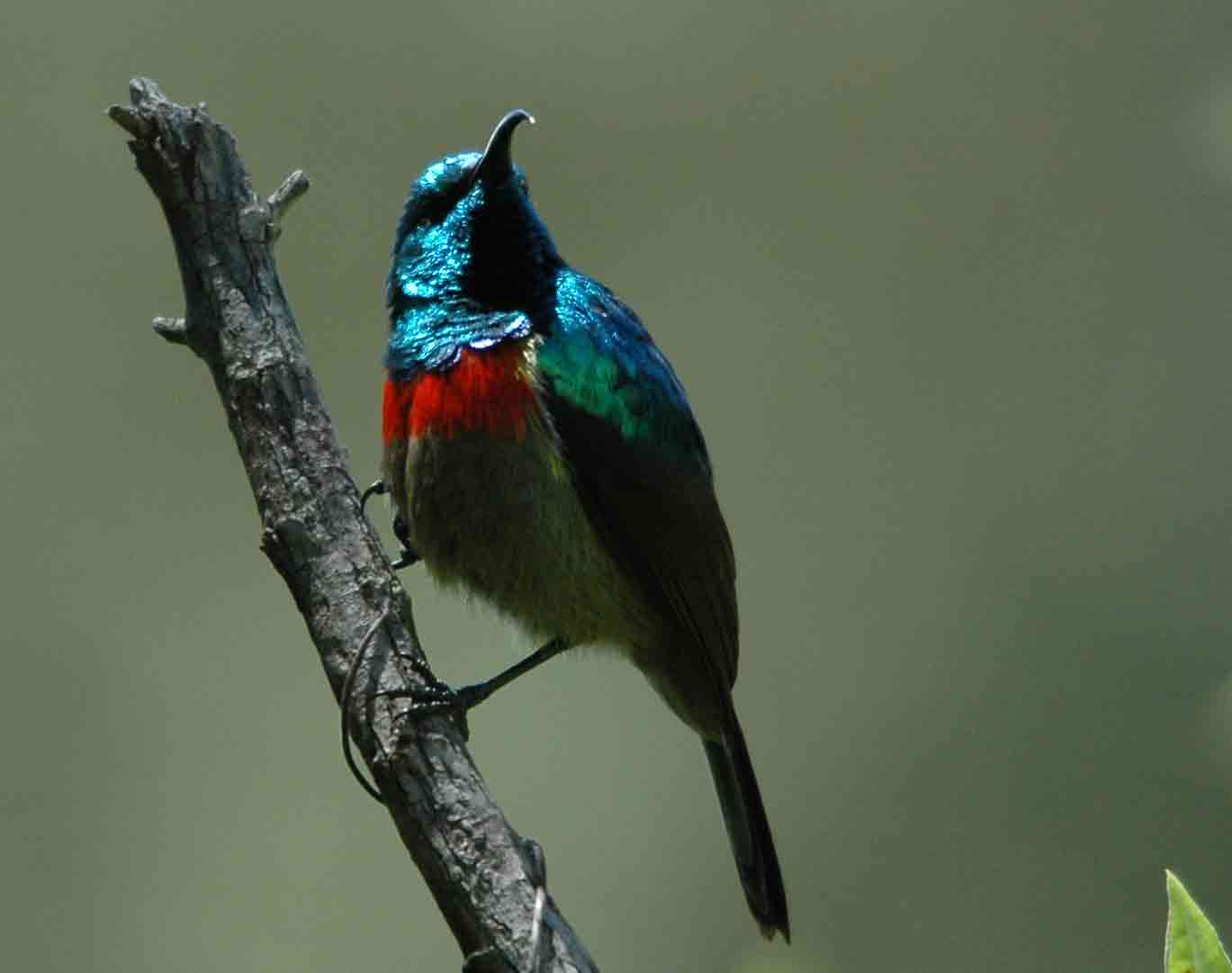 Füllebornnektarvogel