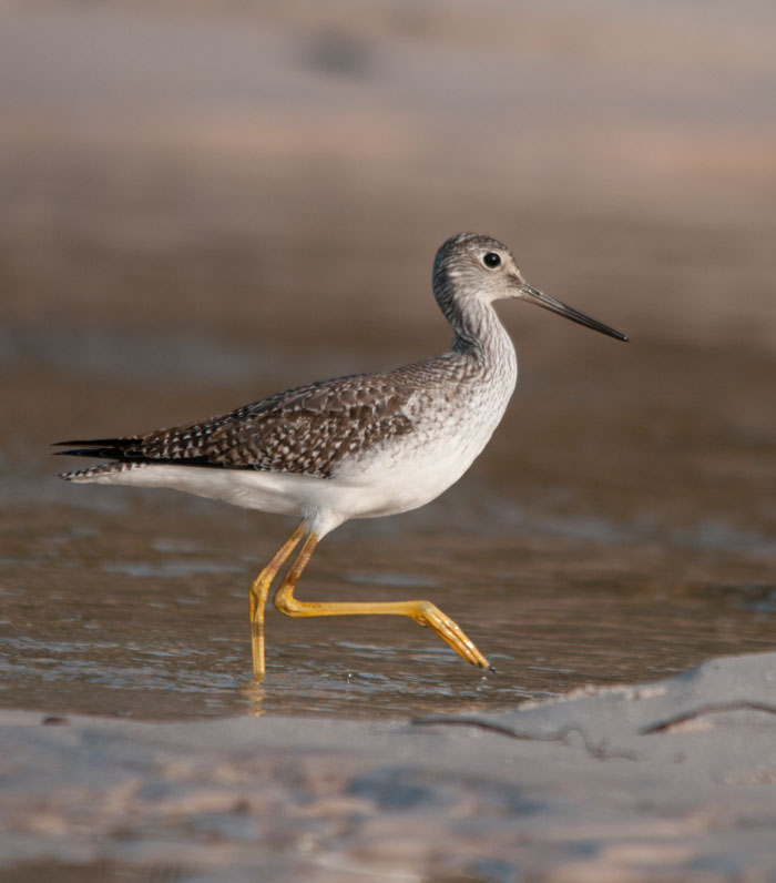 Greater Yellowlegs