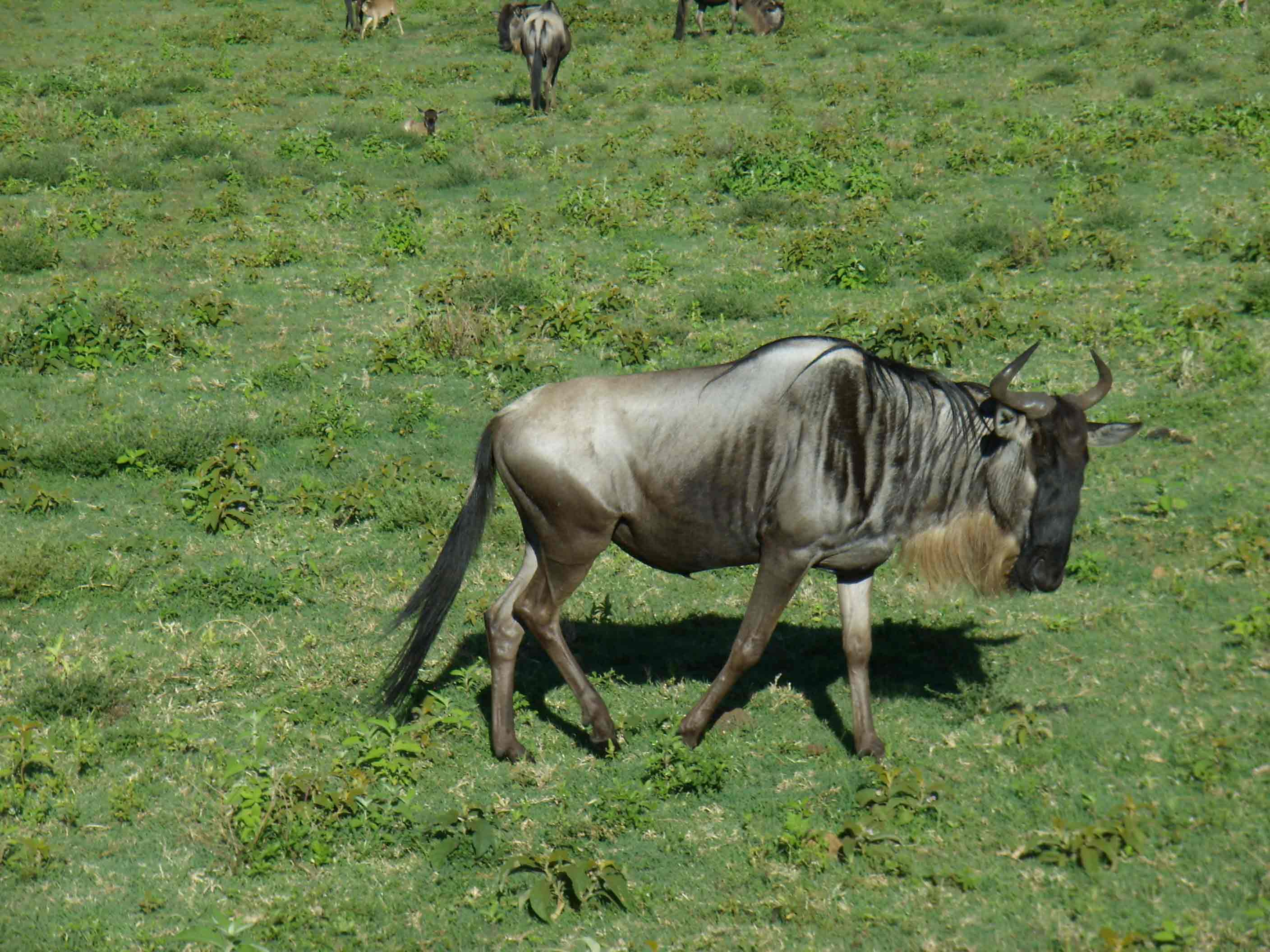 gnu