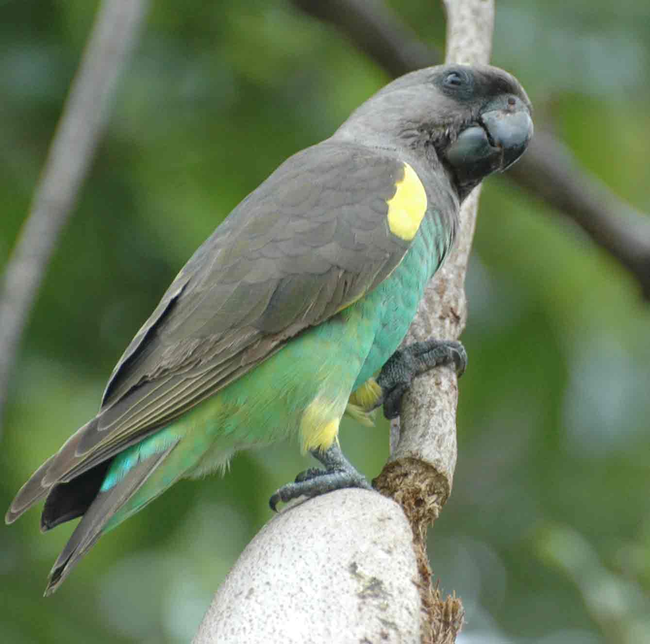 brown parrot