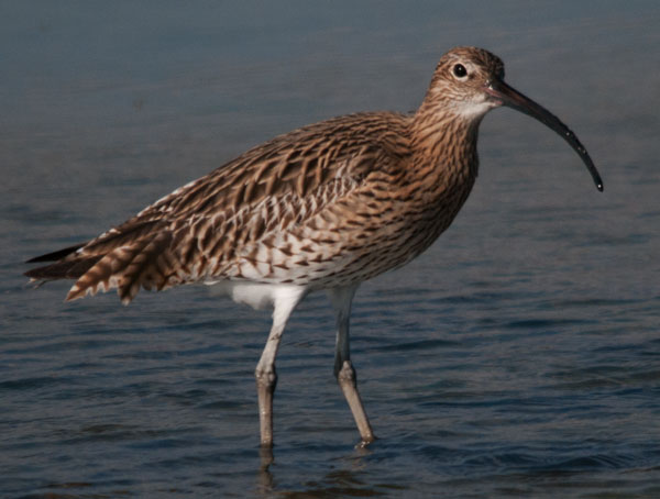 Grosser-Brachvogel