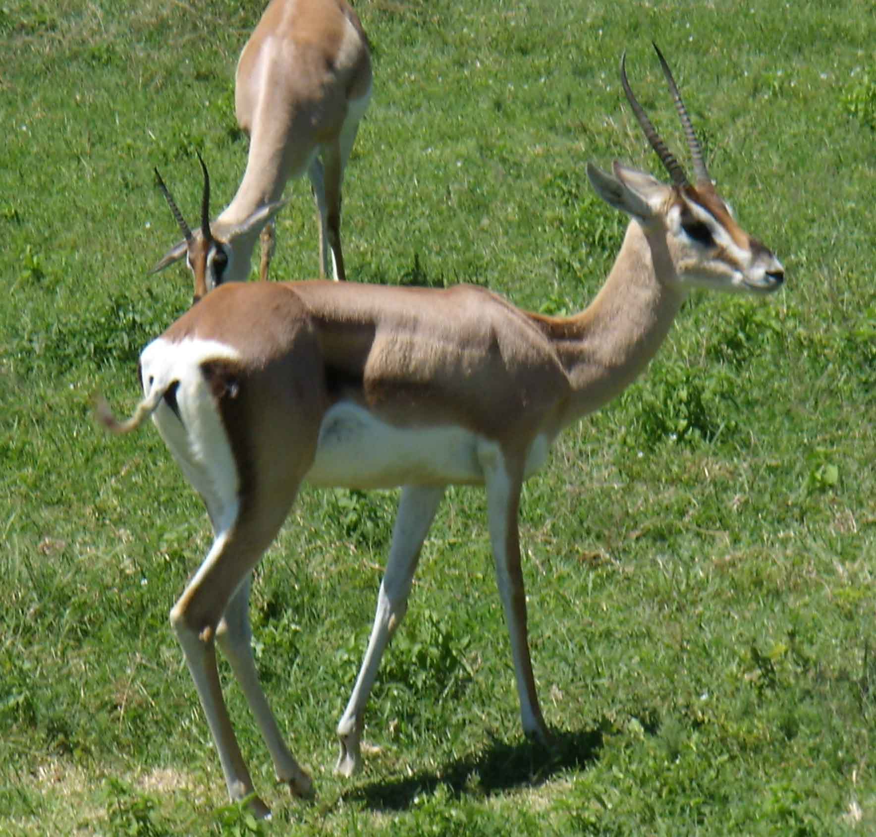 grantgazelle