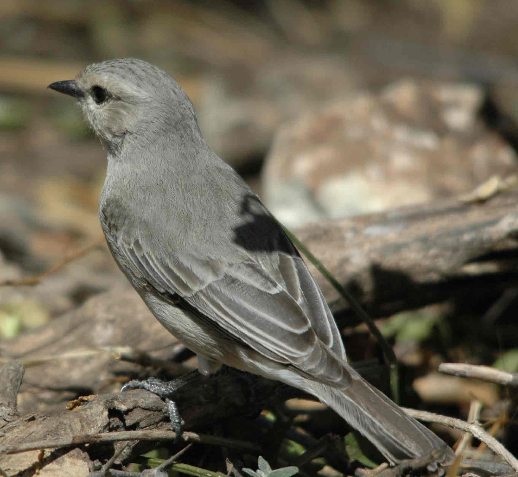 Hartlaubschnäpper