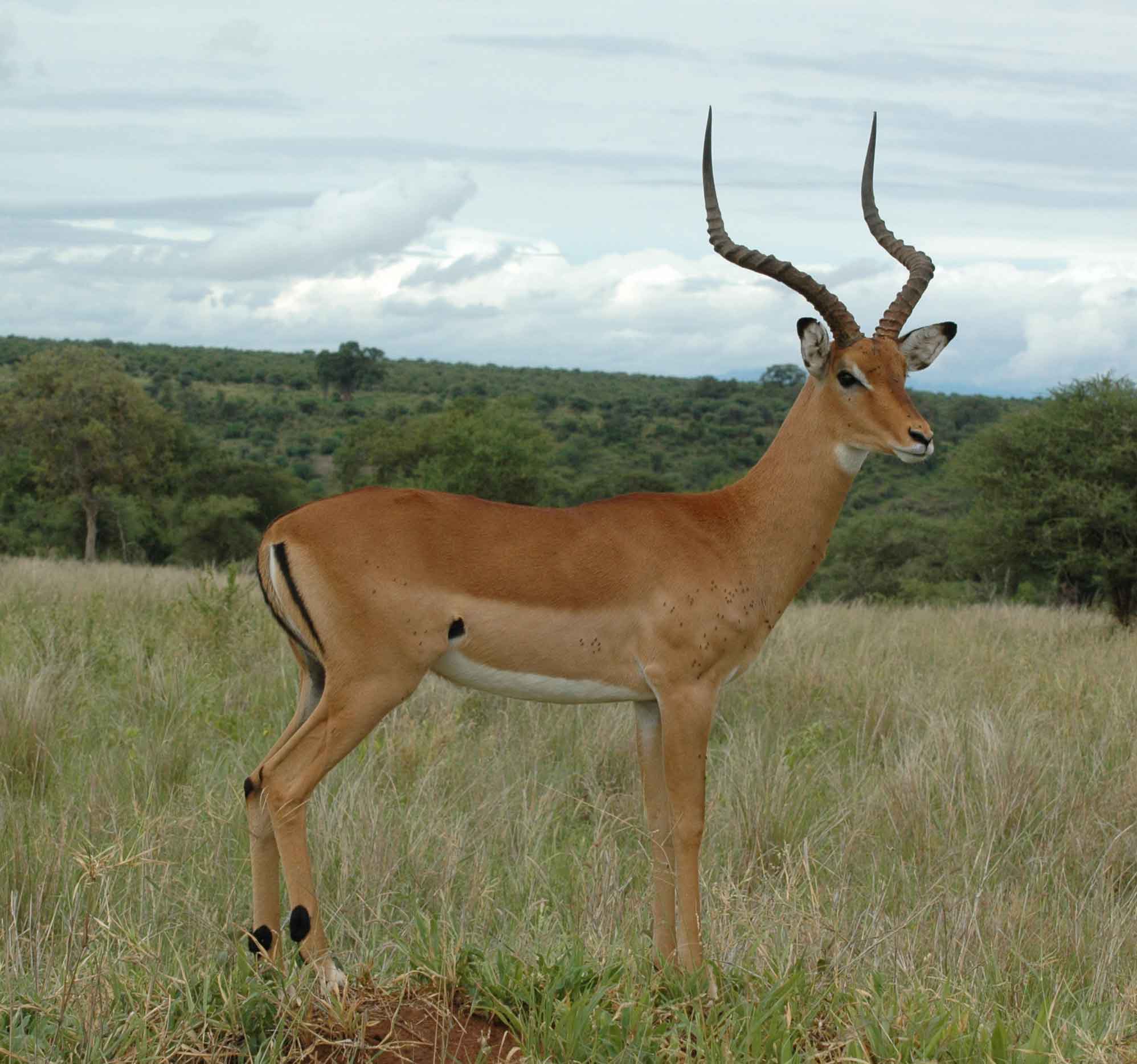 impala