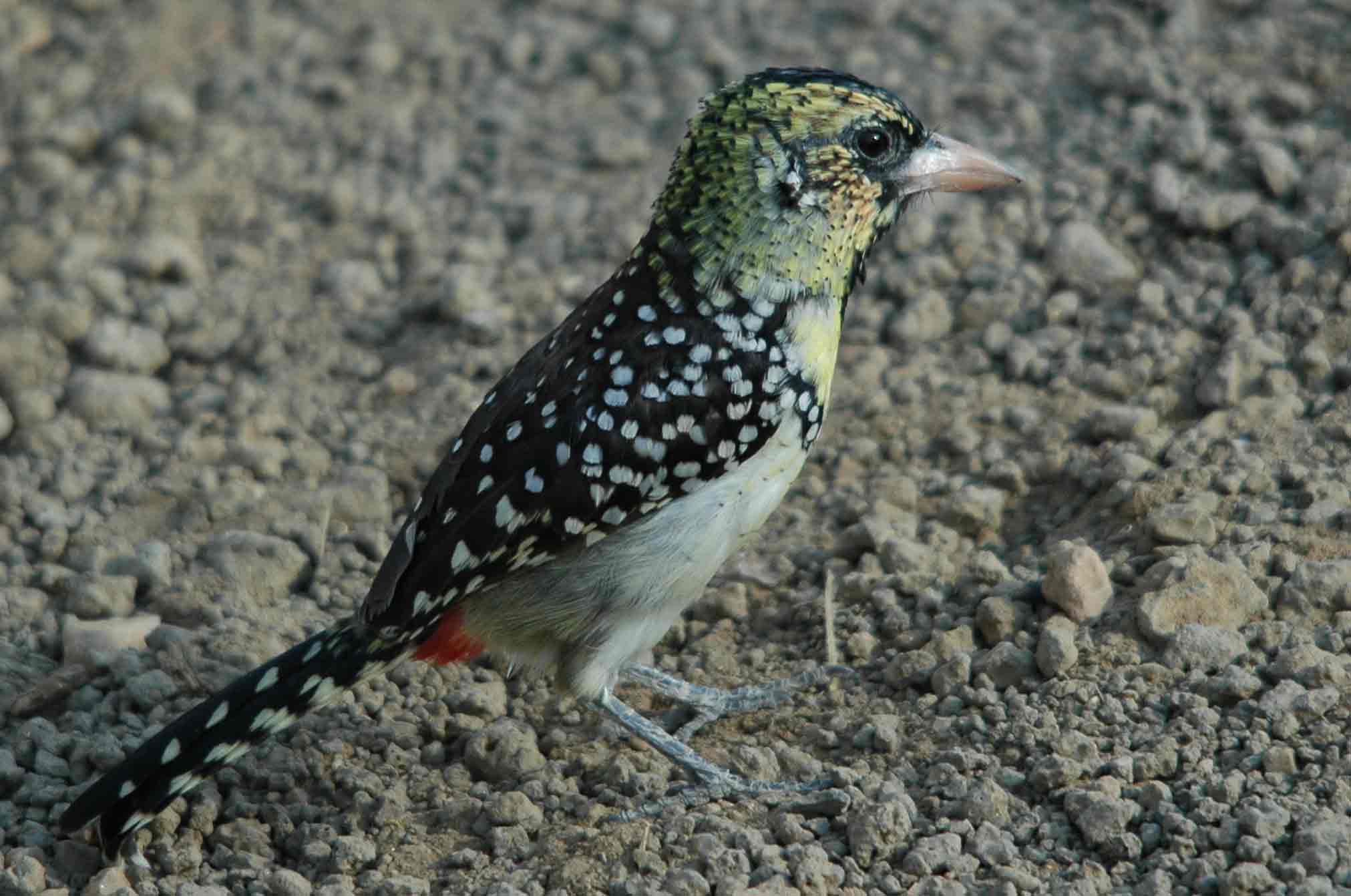 d arnauds barbet