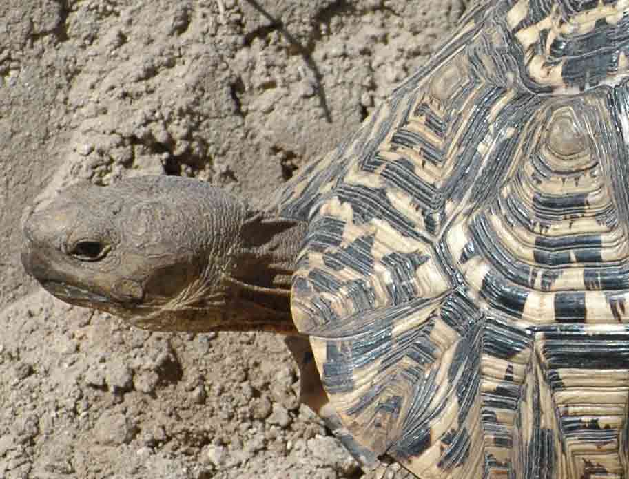 panterschildkröte