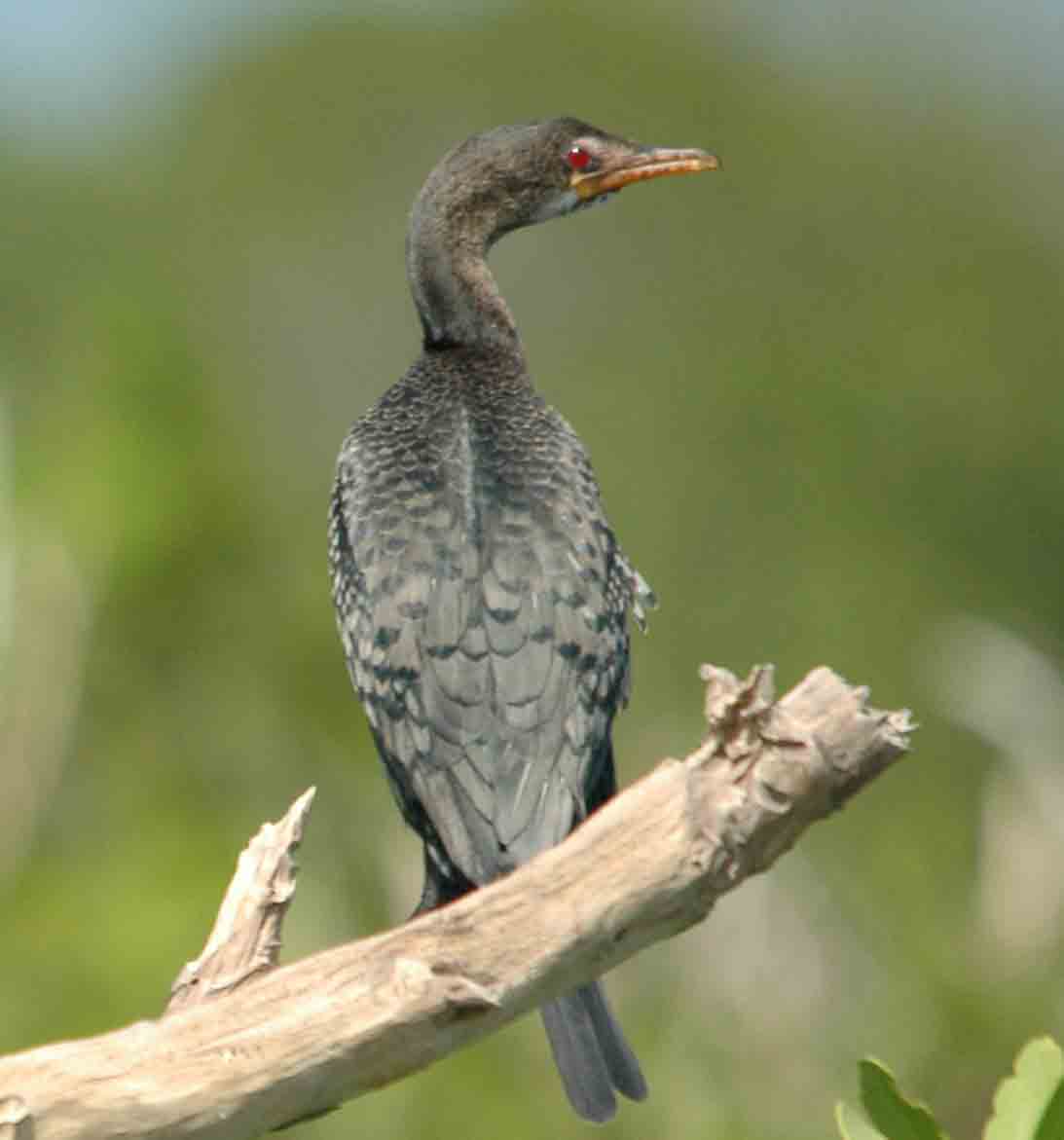 kormoran