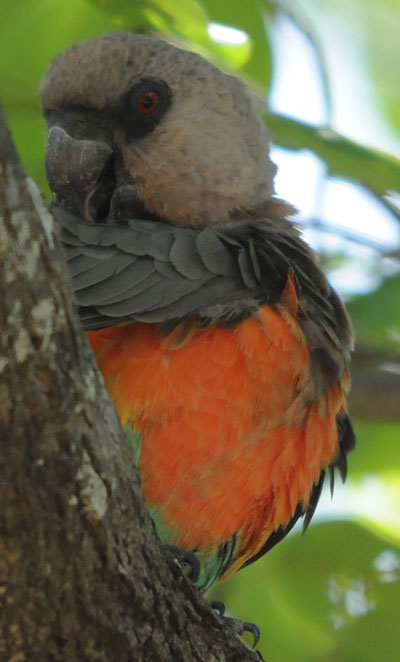 African Orange-bellied Parrot