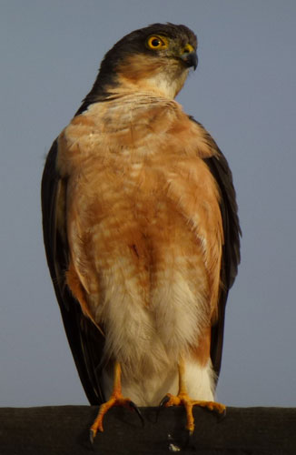 Rufous-breasted Sparrowhawk