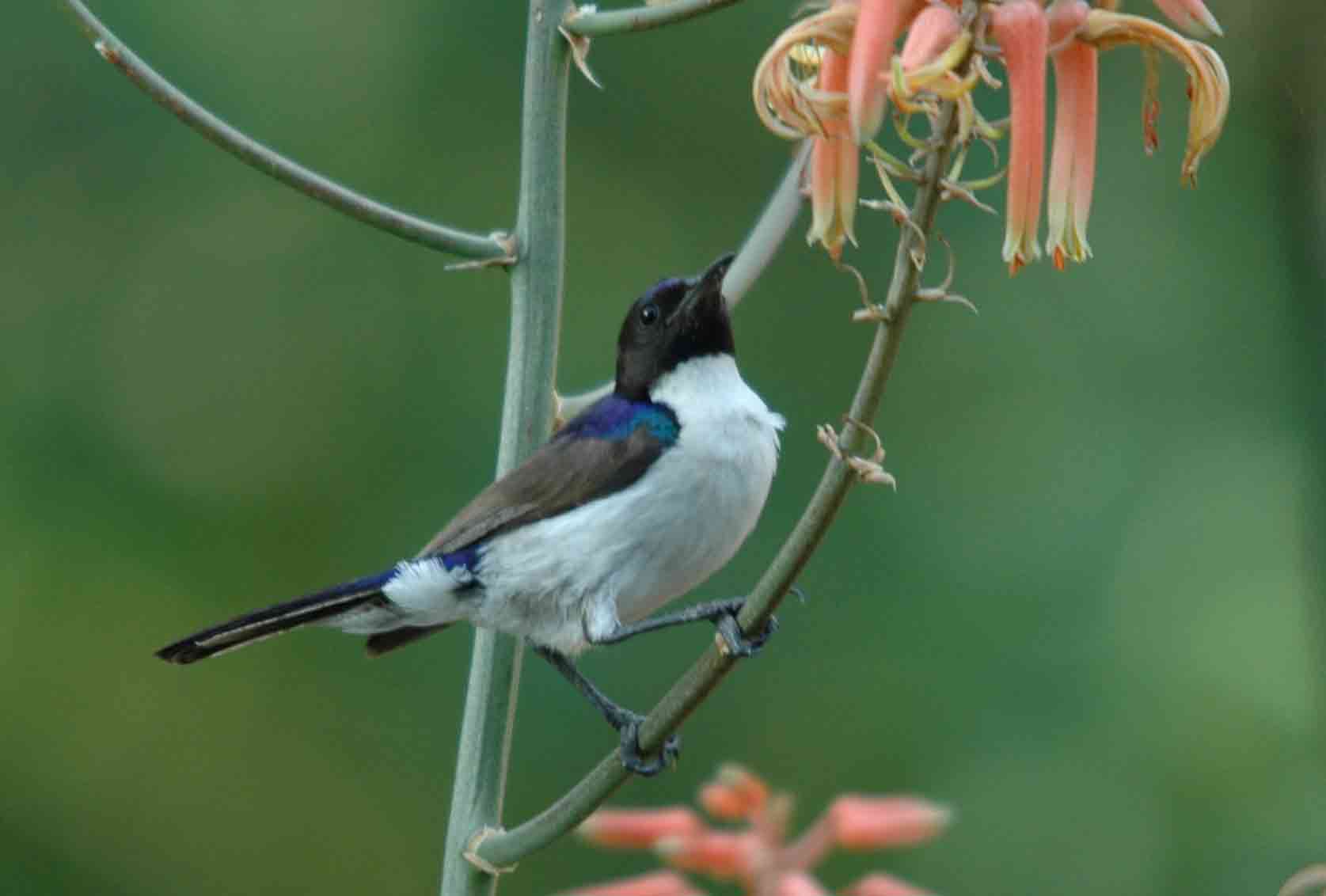 Schwalbennektarvogel