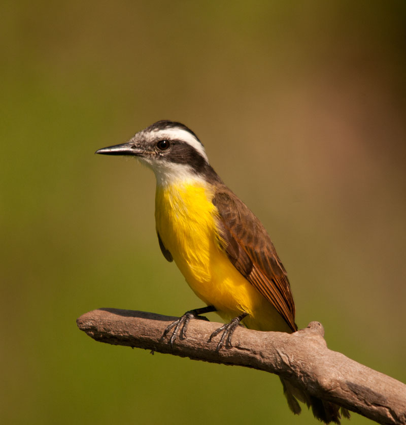 Great Kiskadee