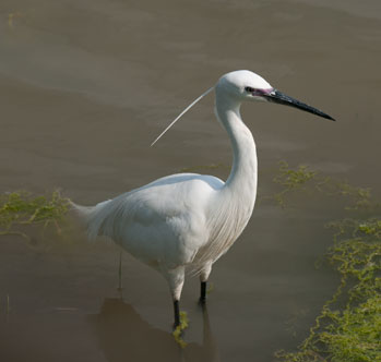 Seidenreiher