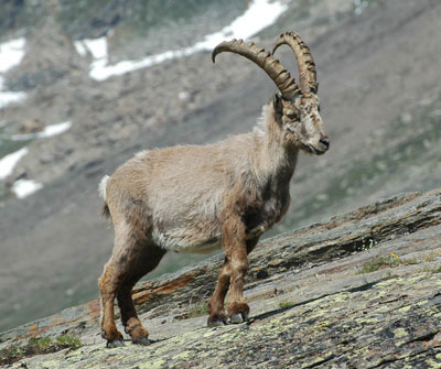 Steinbock