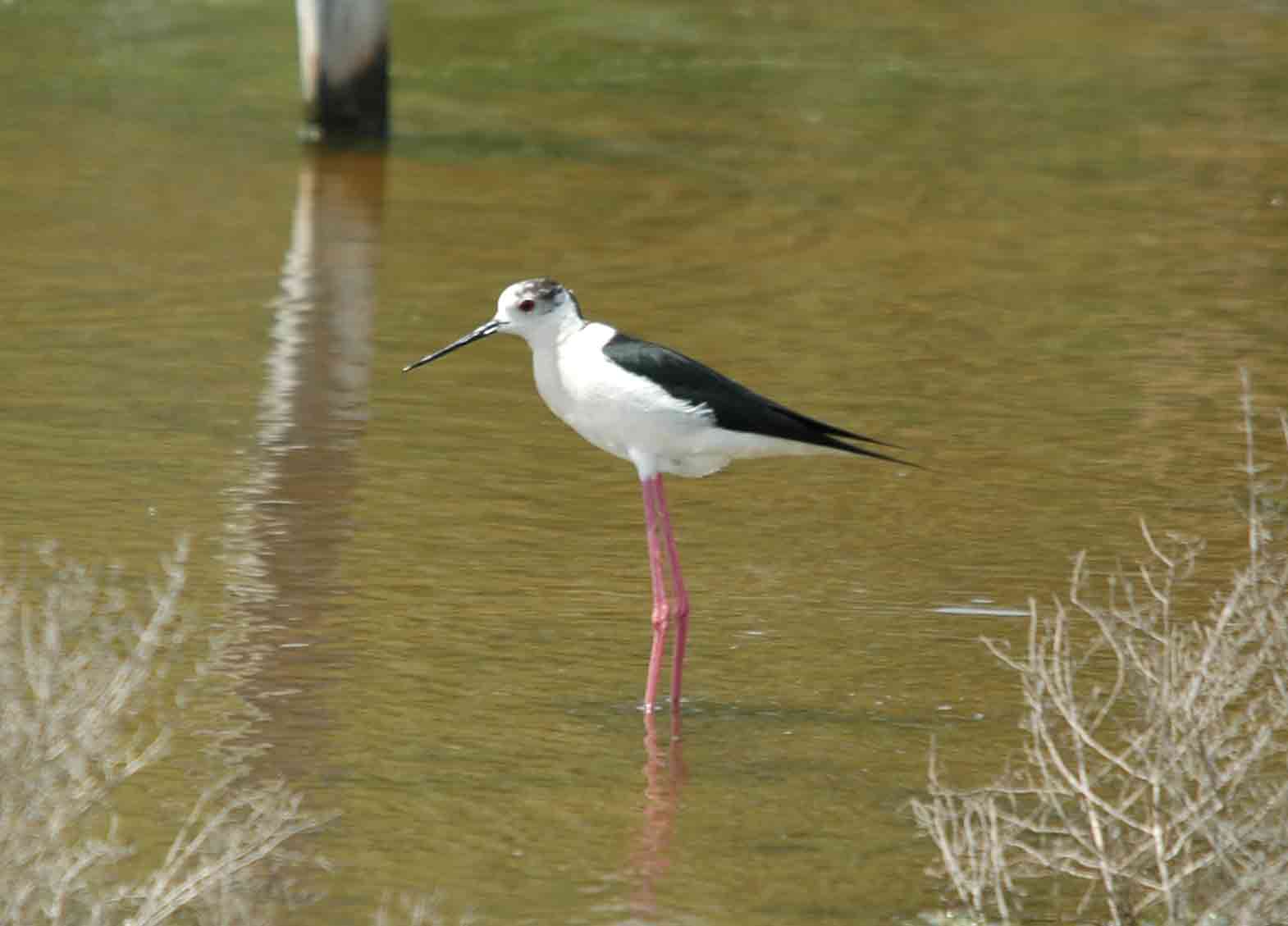 stelzenläufer