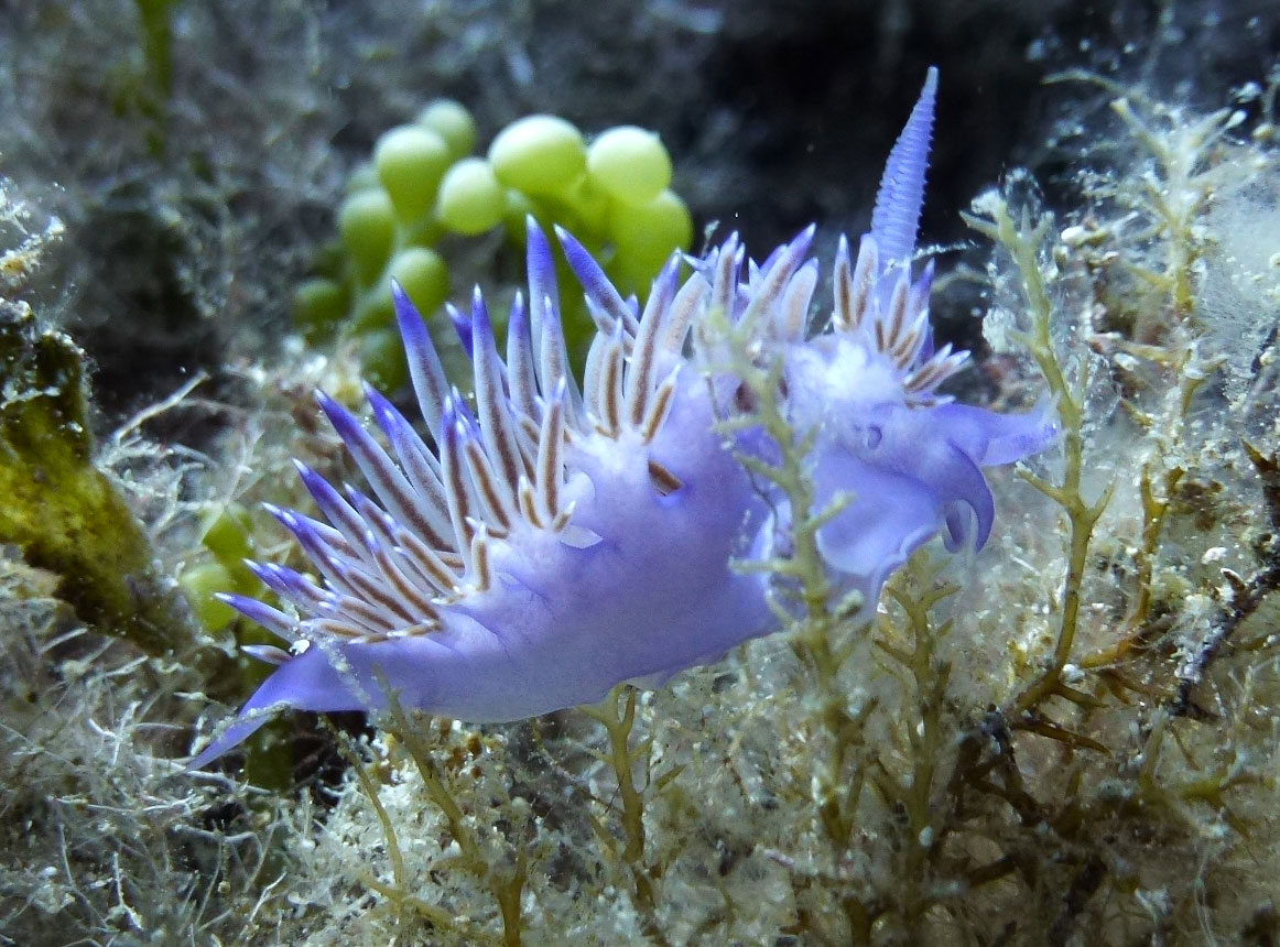 Violette Fadenschnecke