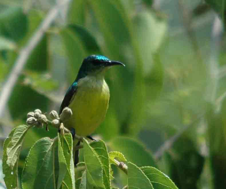 Waldnektarvogel