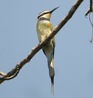 White-throated Bee-eater