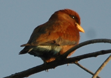 broad billed roller