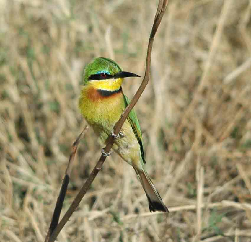 little bee eater