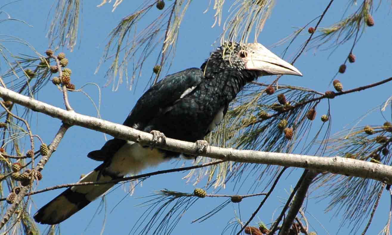 silberwangenhornvogel