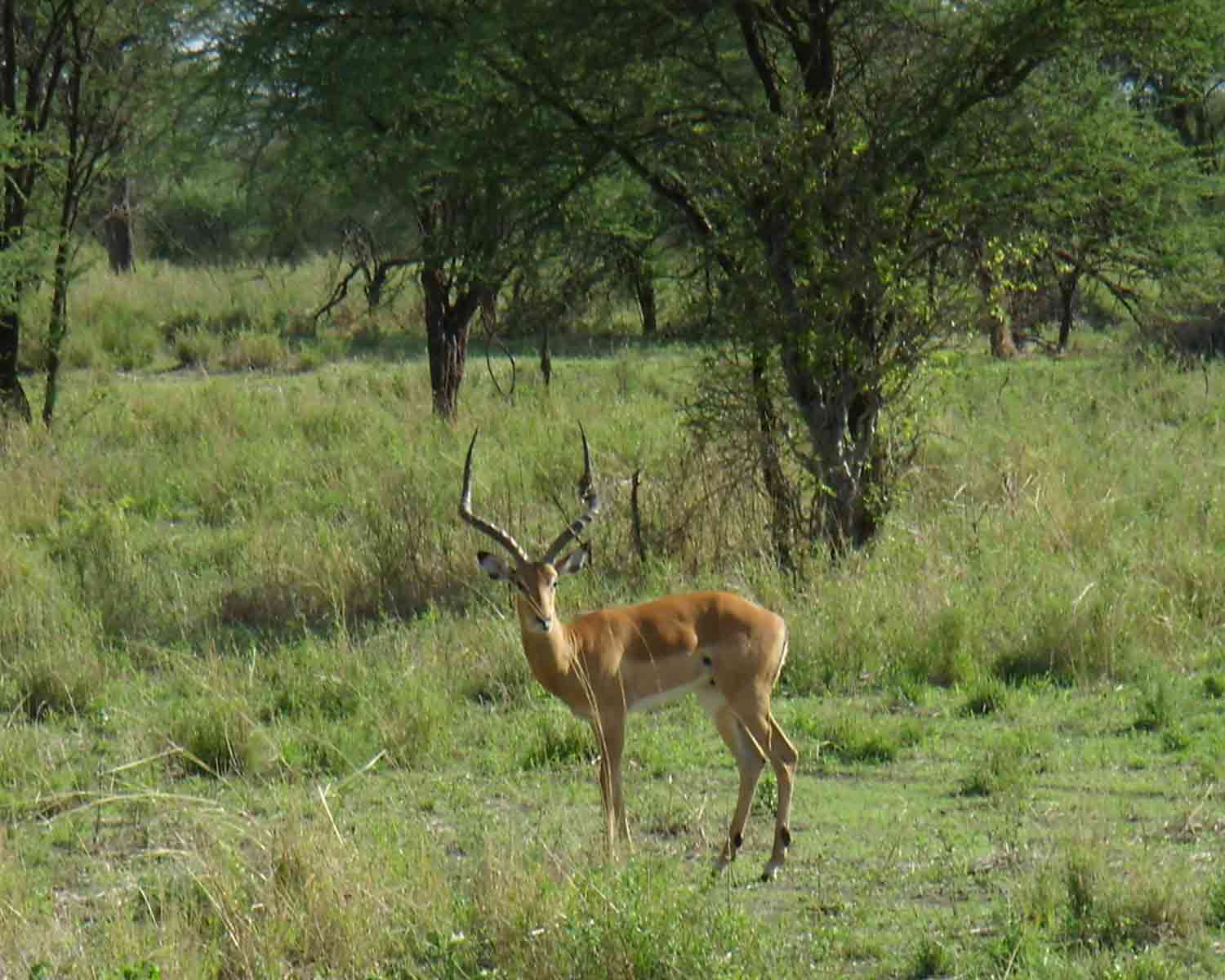 impala