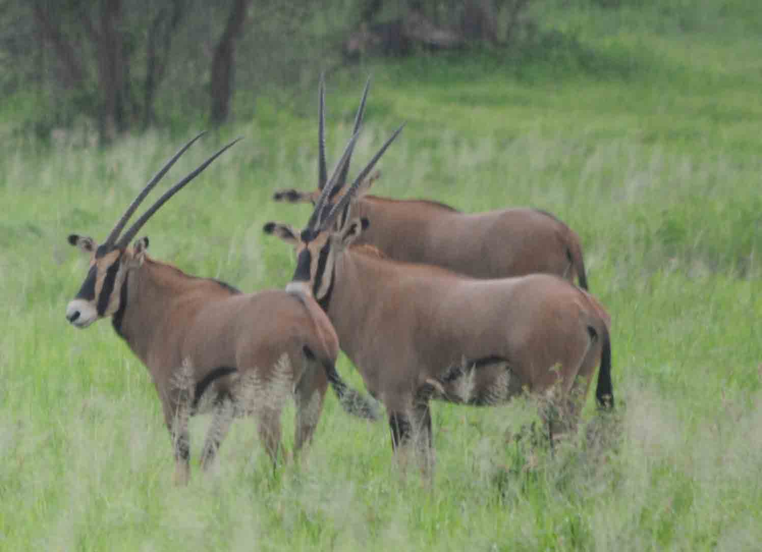 kilimanjaro-Oryx