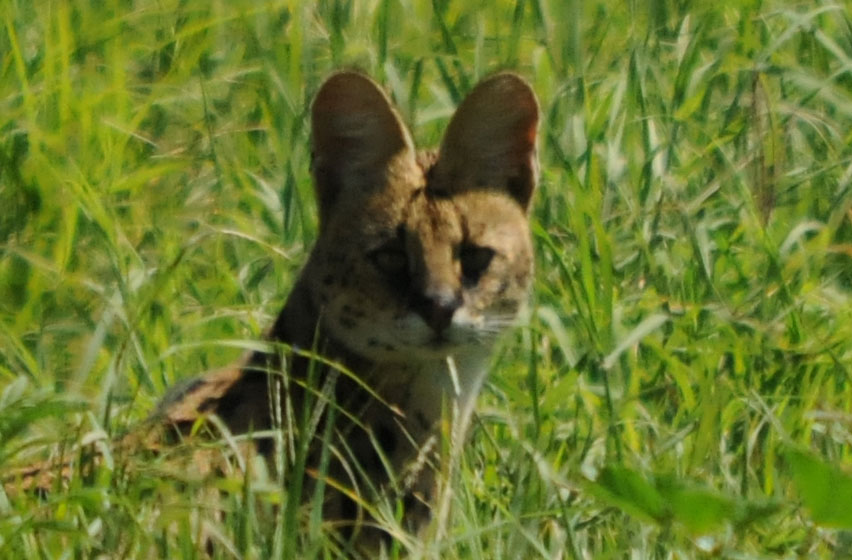 serval