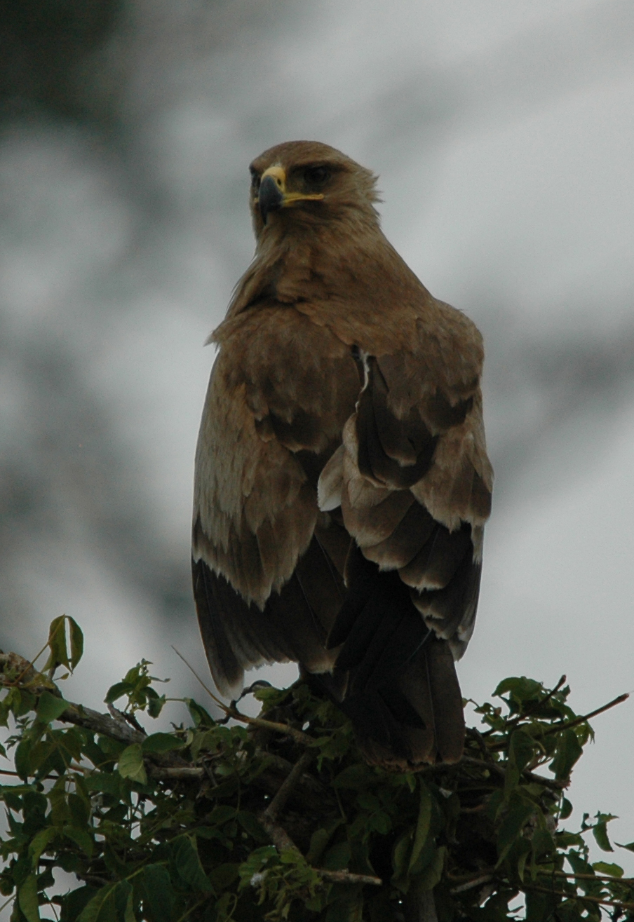 steppenadler