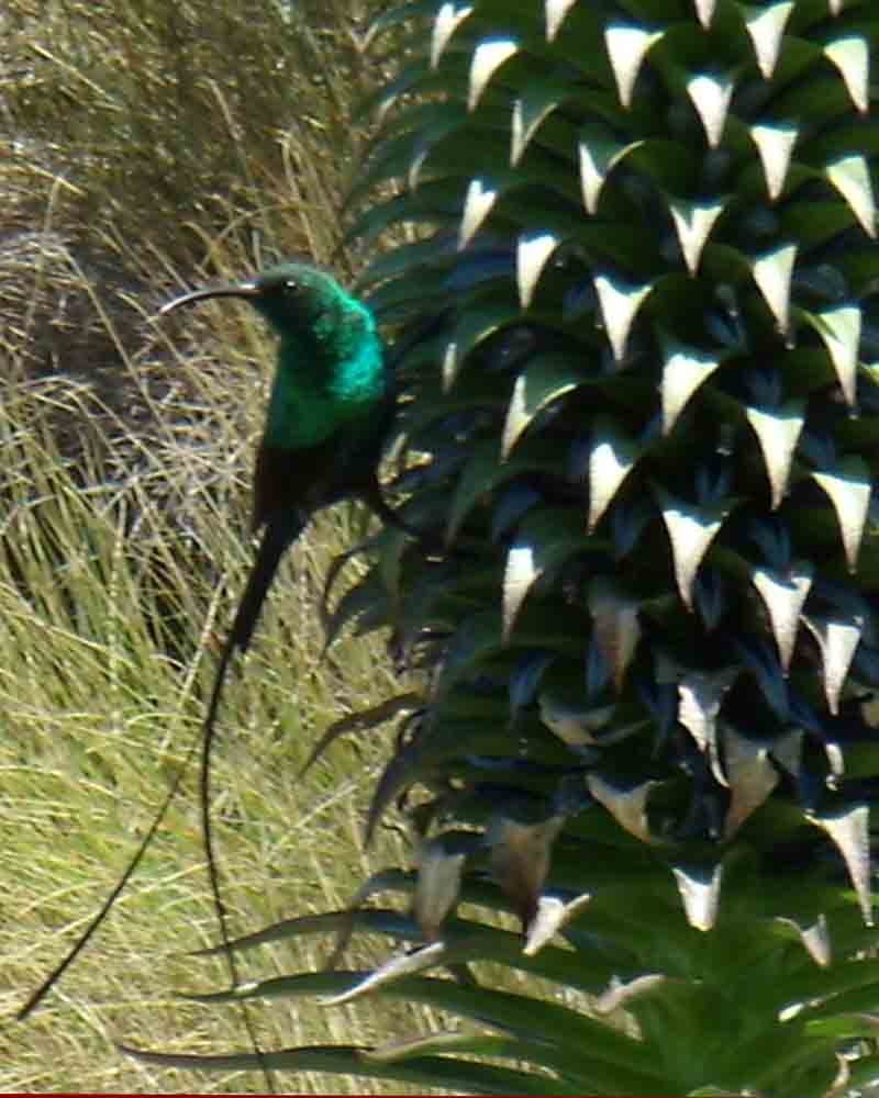 lobeliennektarrvogel